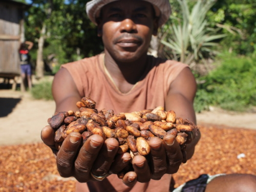 Az afrikai kakaótermesztés csúcsa – a madagaszkári csokoládé