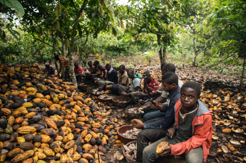 African-Kids-Working-on-Cocoa-Farms__1543629494612.jpg
