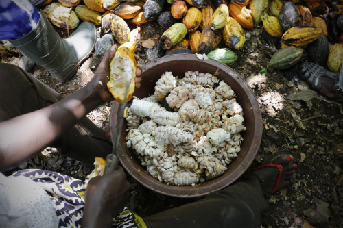 cocoa_farmers001.jpg