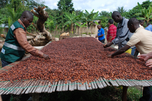 Cocoa-production-requires-no-drilling-refinery-and-no-subsidy..jpg