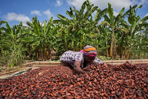 Cocobod-set-to-increase-price-of-Ghana-s-cocoa_wrbm_large.jpg