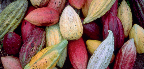 criollo-cocoa-a-qualitative-study-on-his-potential.jpg