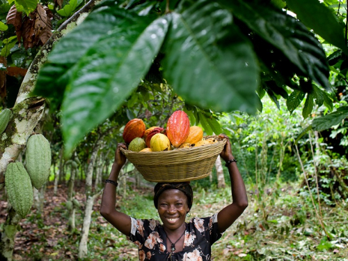 ghana-woman-farmerfjonahill.jpg