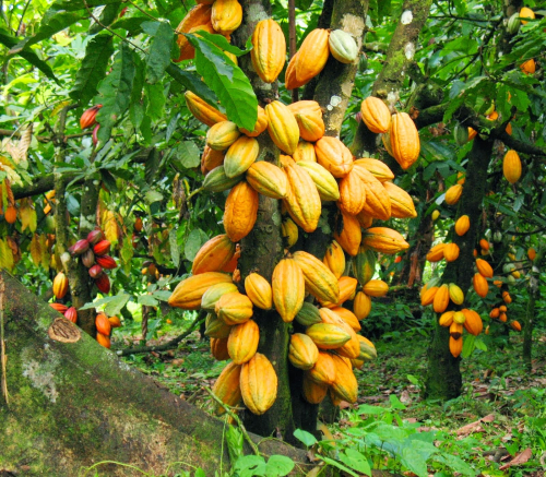 Ivory-Coast-and-Ghana-agree-to-create-Sustainable-Cocoa-Initiative.jpg