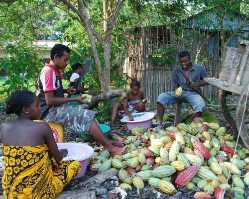 madagascar-cocoa-harvest-season.jpg